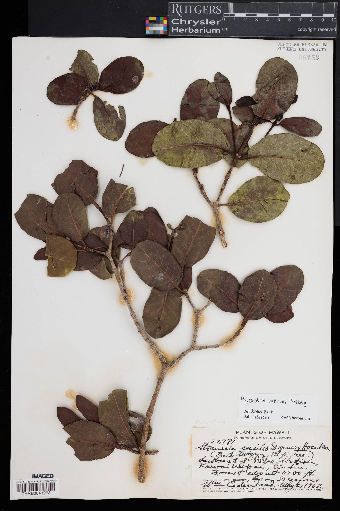 Psychotria hathewayi image