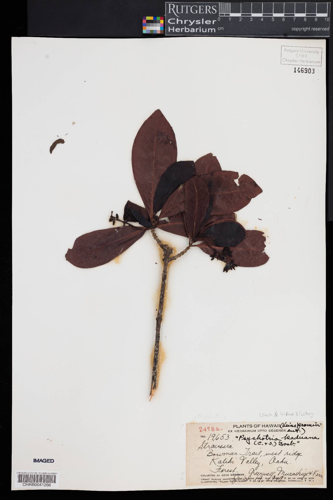Psychotria kaduana image