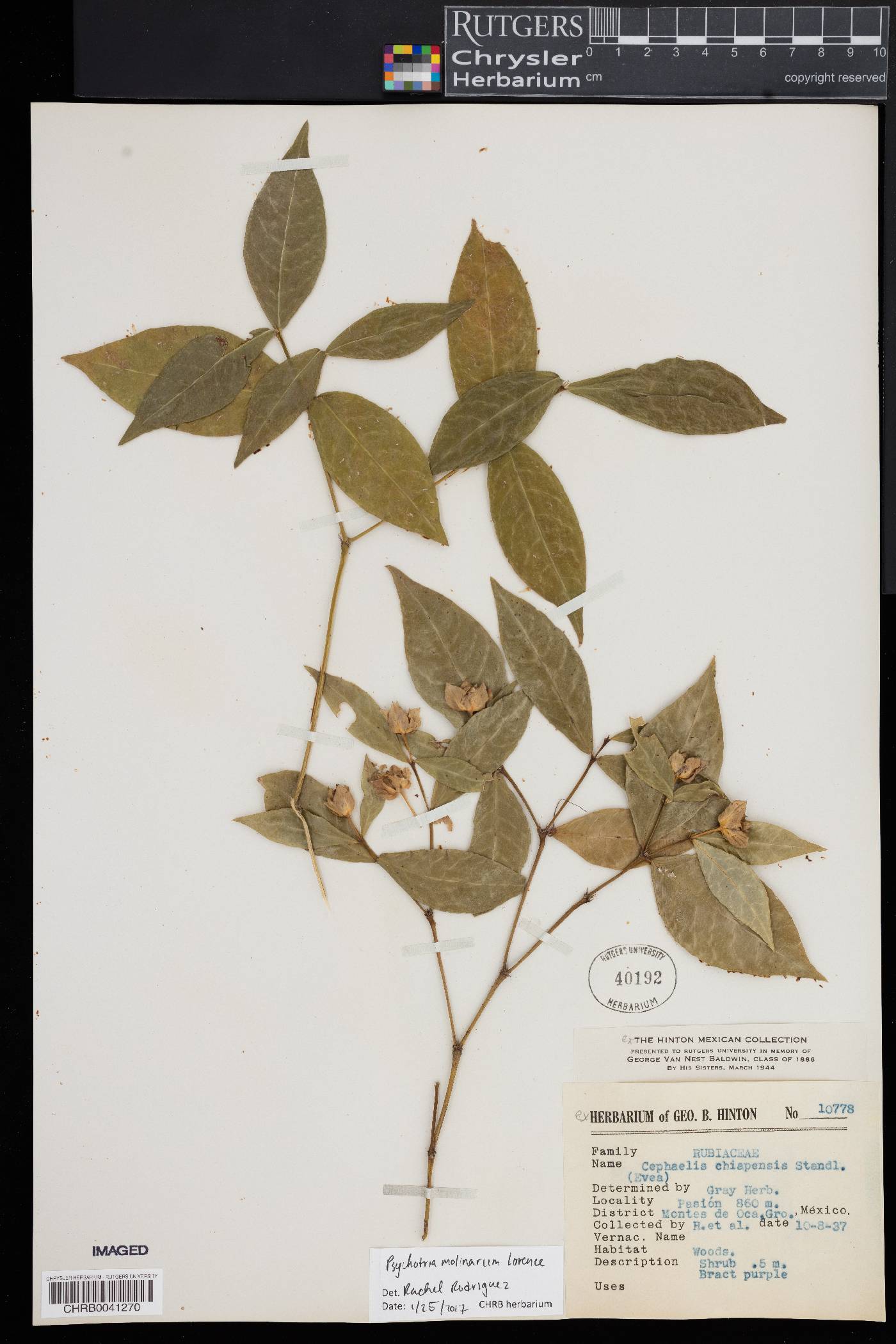 Psychotria molinarum image