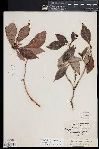 Psychotria undata image