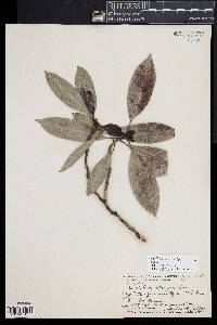 Psychotria pickeringii image