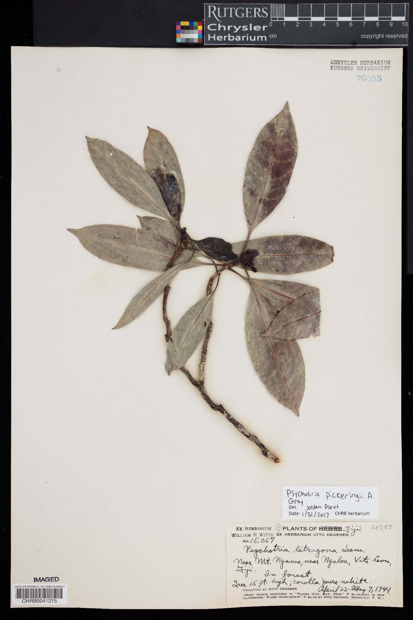 Psychotria pickeringii image