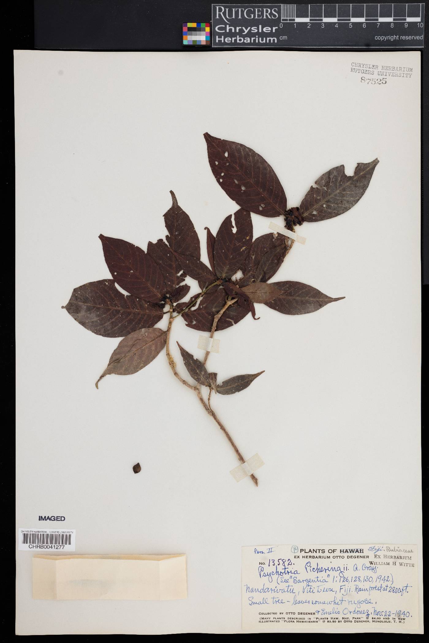 Psychotria pickeringii image