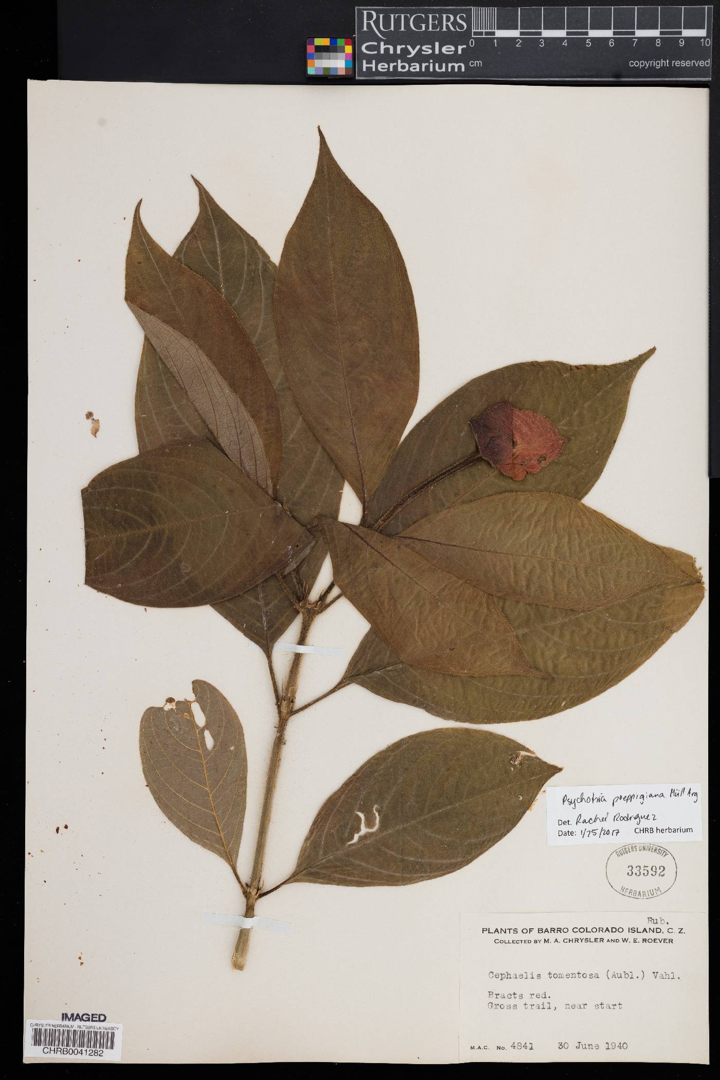 Psychotria poeppigiana image