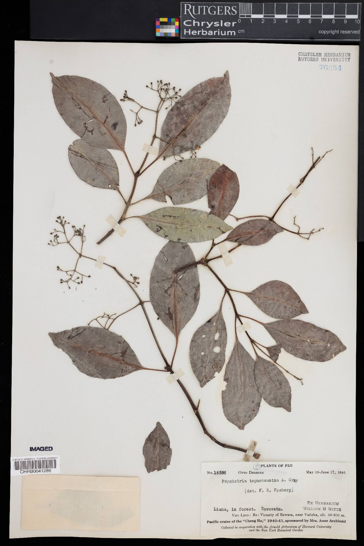 Psychotria tephrosantha image