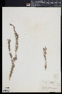 Media resource of Rachicallis americana