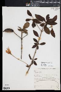 Image of Rosenbergiodendron formosum