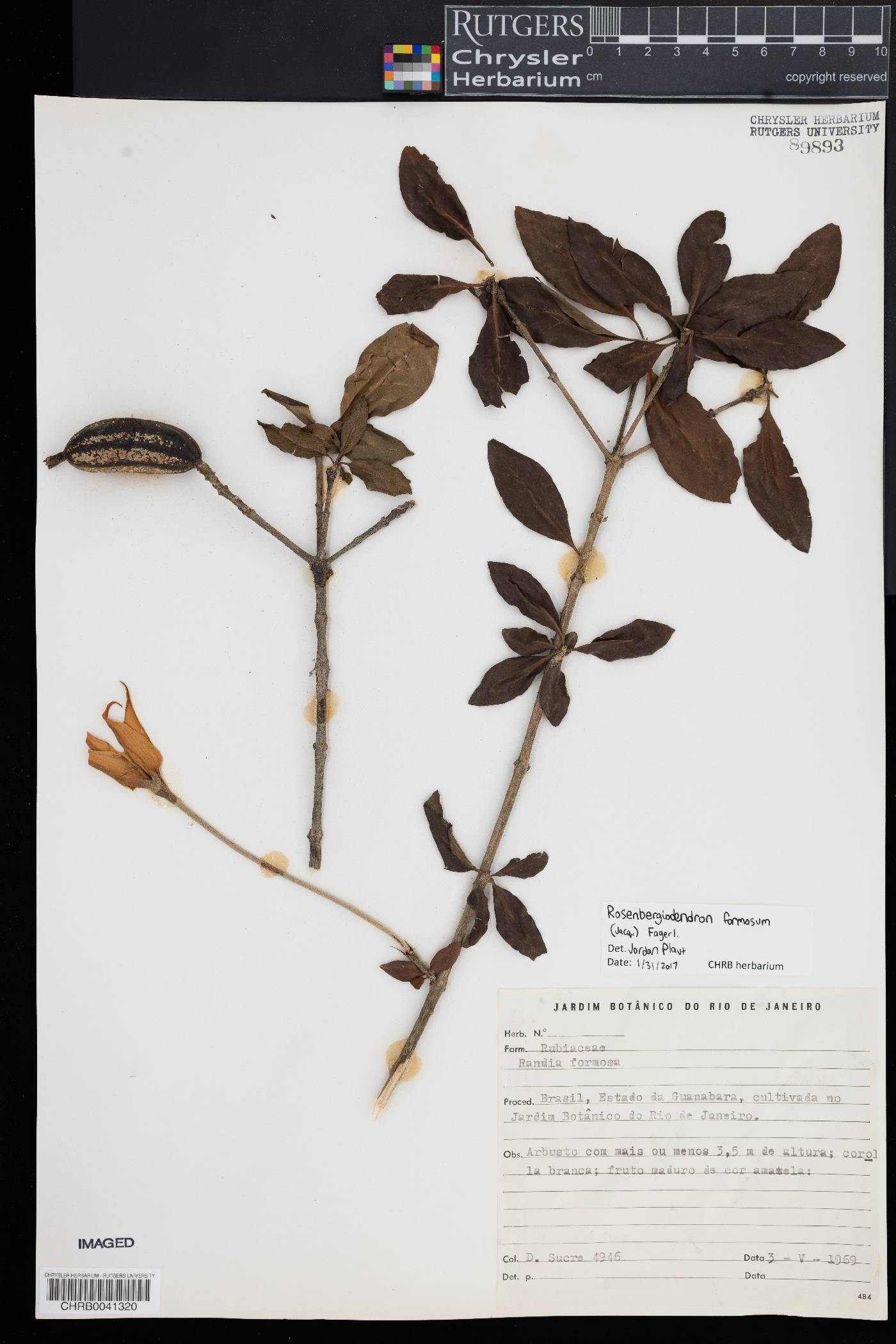 Rosenbergiodendron image