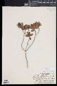 Image of Stenostomum myrtifolium