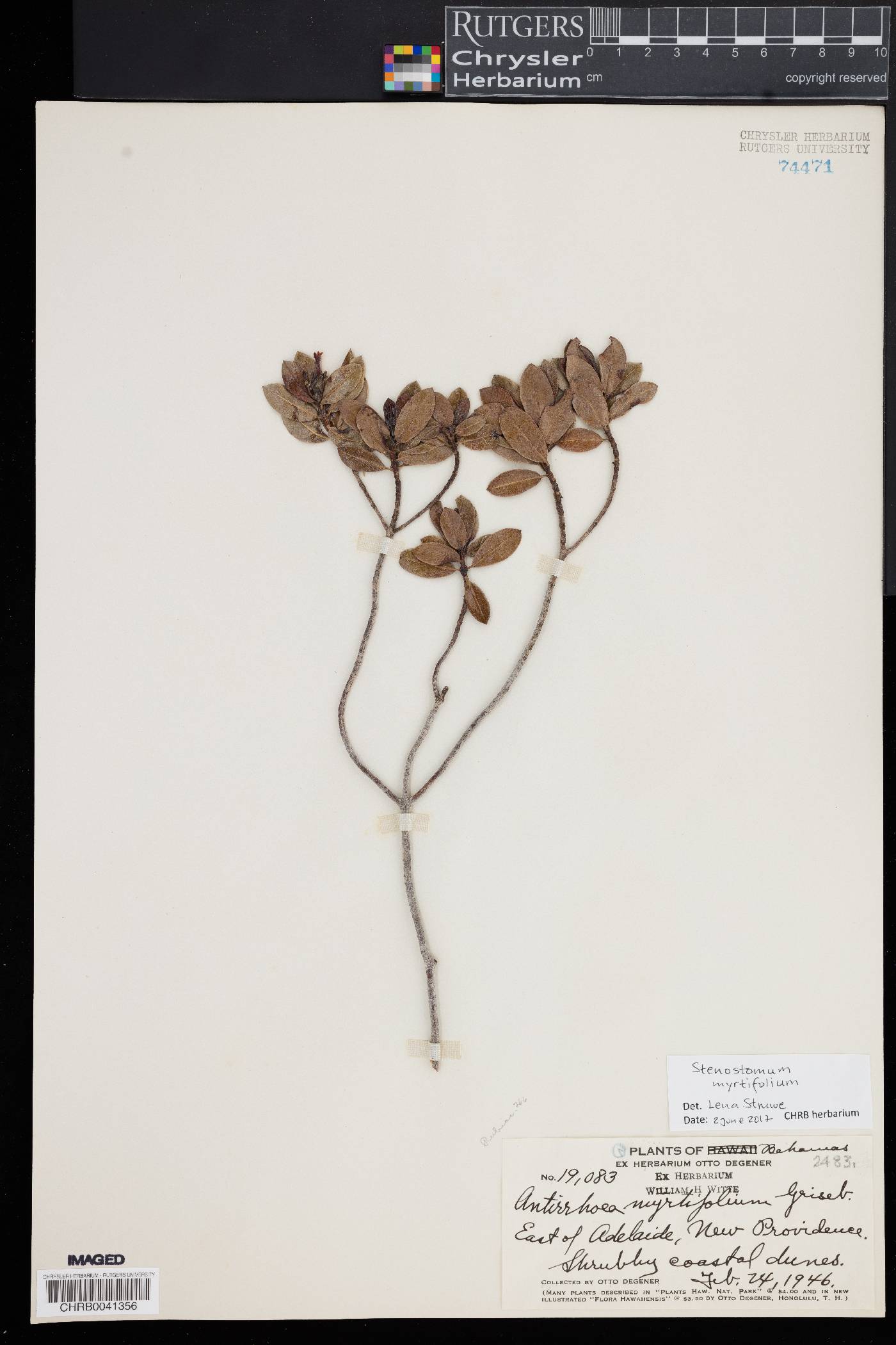 Stenostomum myrtifolium image