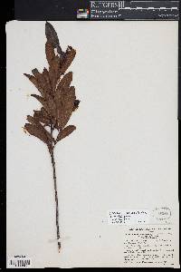 Media resource of Suberanthus × angustatus