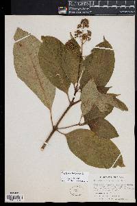 Psychotria berteroana image