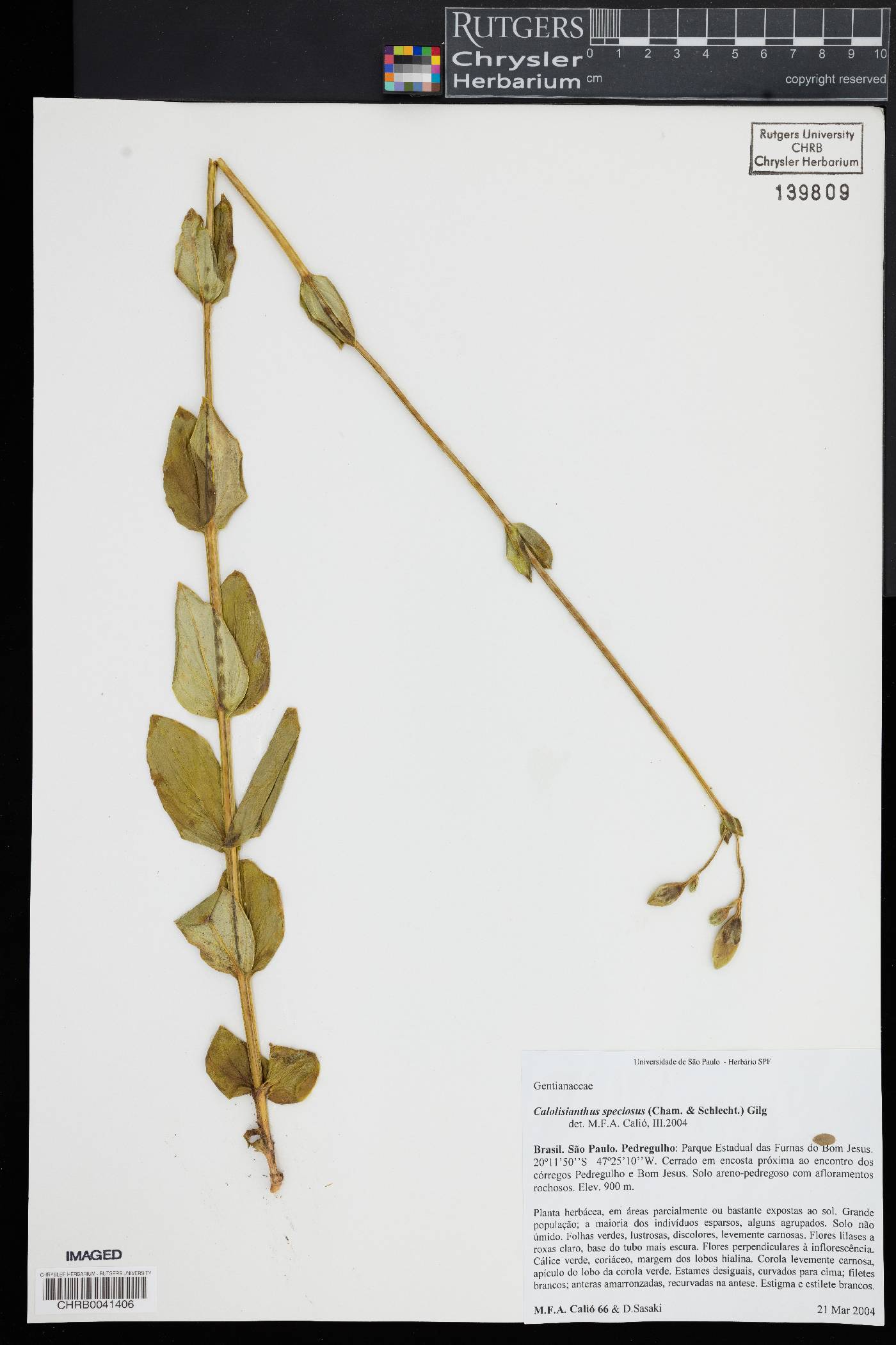 Calolisianthus image