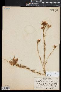 Centaurium erythraea image