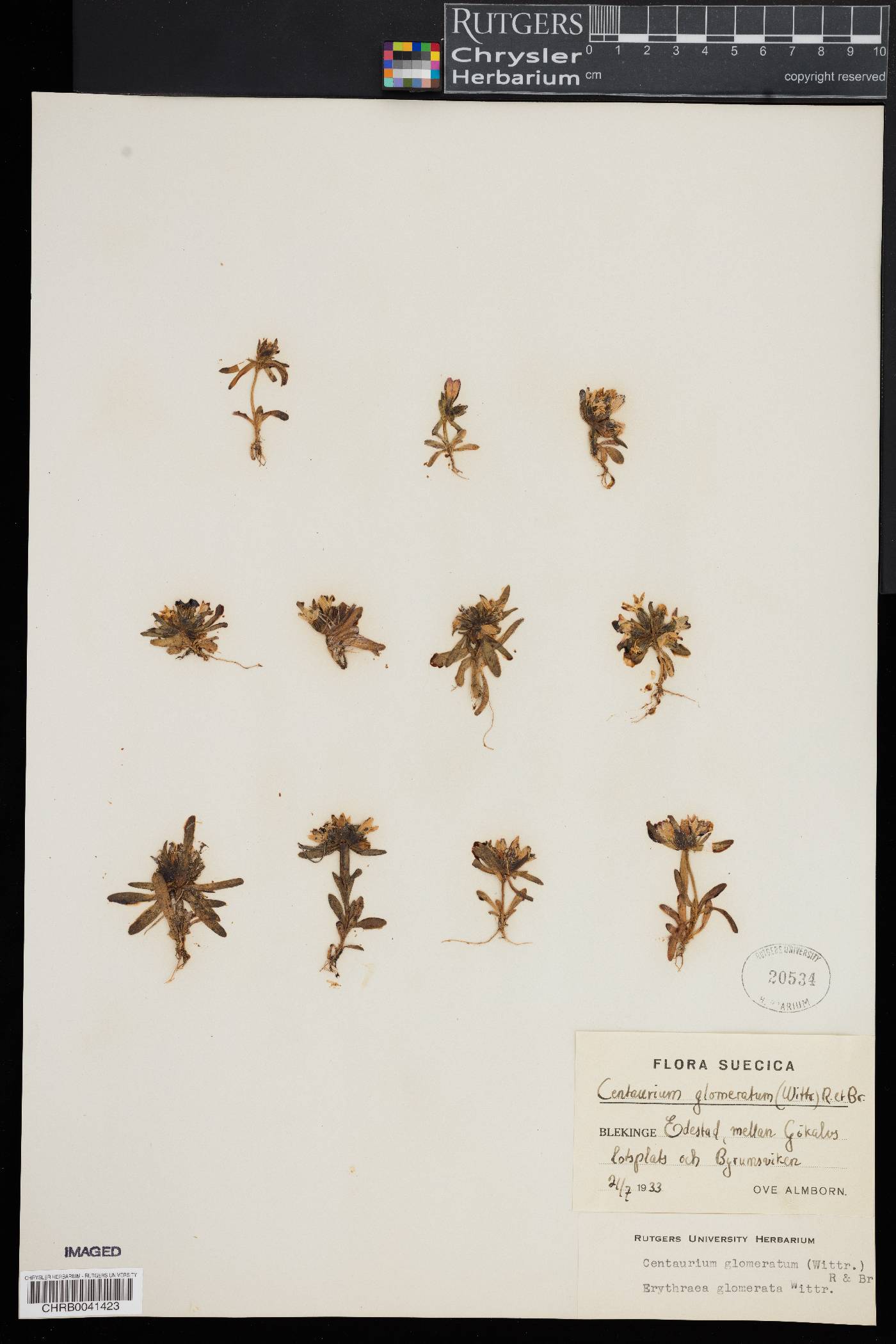 Centaurium littorale subsp. littorale image