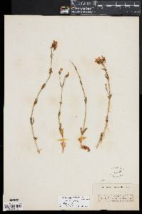 Image of Centaurium quadrifolium