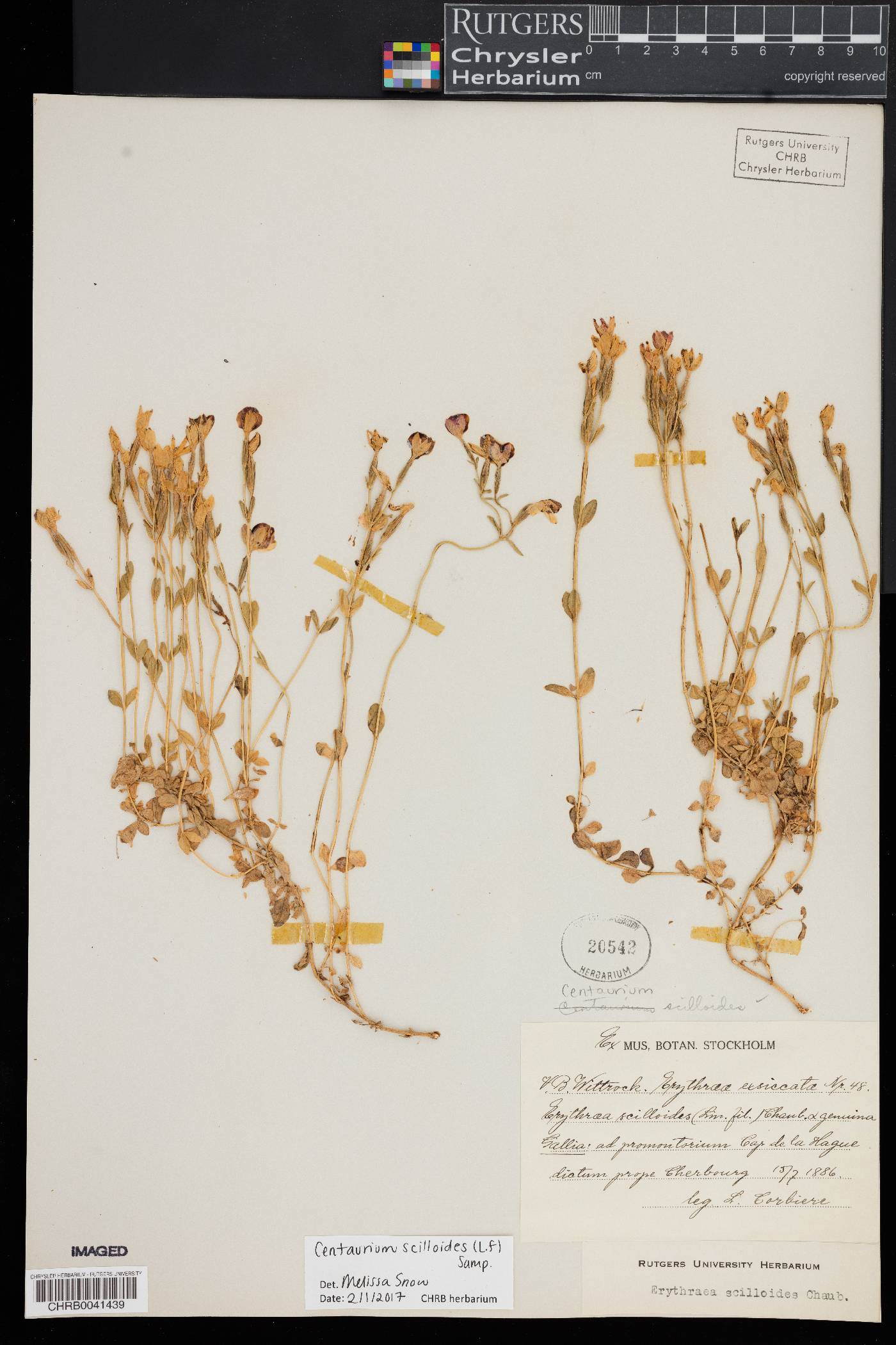 Centaurium scilloides image