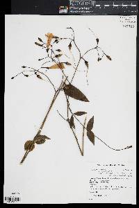 Chelonanthus purpurascens image