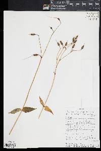 Chelonanthus purpurascens image