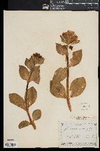 Gentiana punctata image