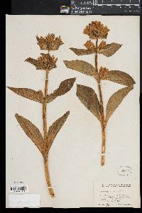 Gentiana punctata image
