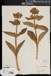 Gentiana punctata image