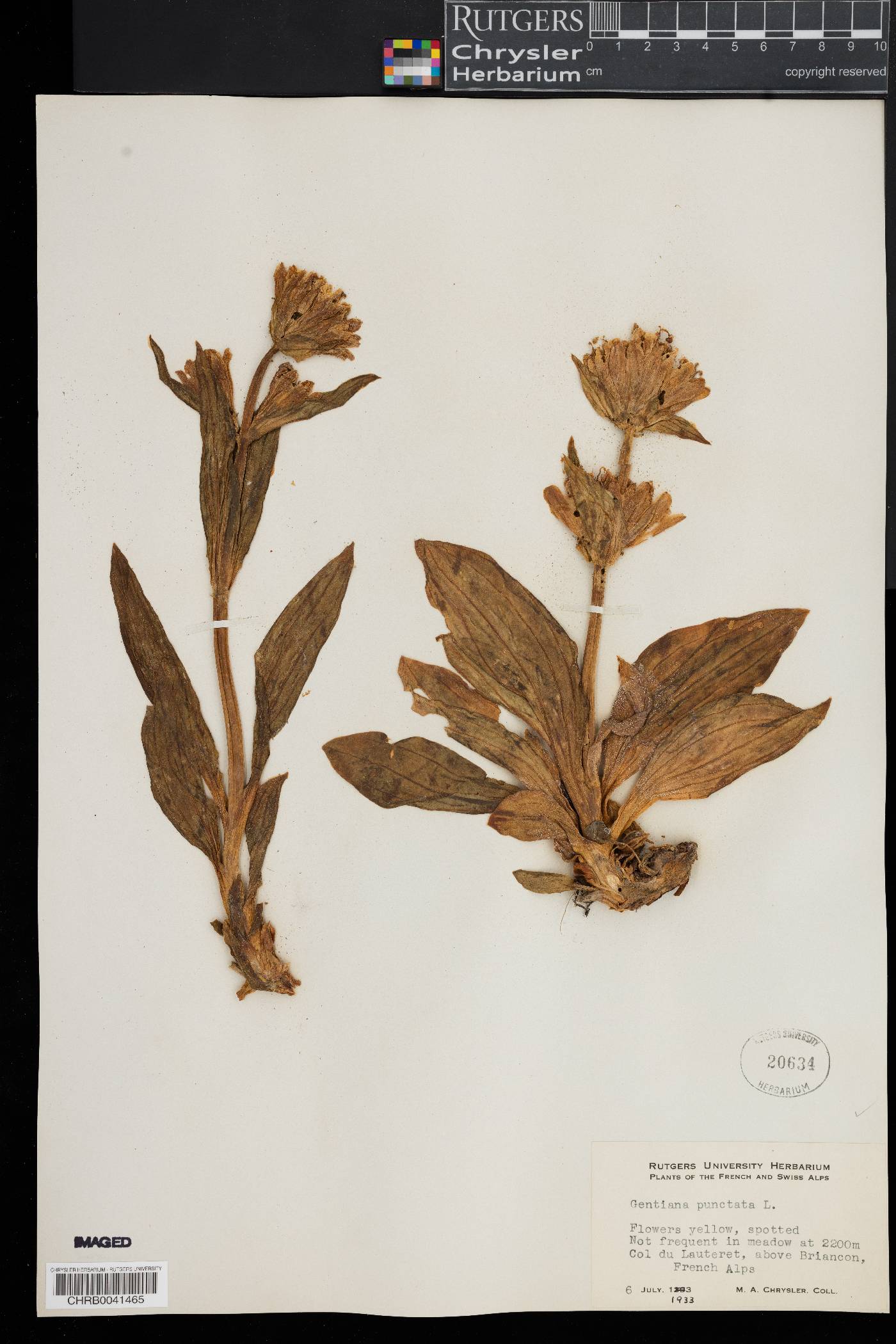 Gentiana punctata image