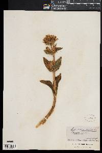 Gentiana punctata image