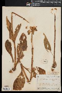 Gentiana purpurea image