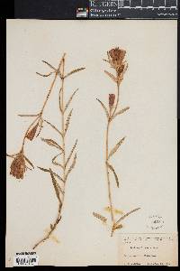 Gentiana linearis image