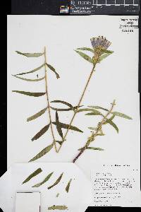 Gentiana linearis image