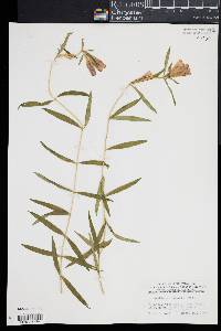 Gentiana linearis image