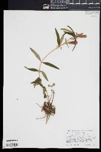 Gentiana linearis image