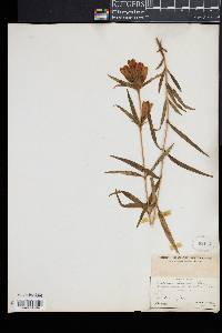 Gentiana linearis image