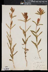 Gentiana linearis image