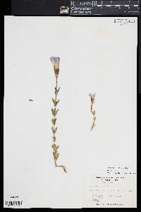 Gentianopsis crinita image