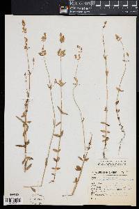 Halenia brevicornis image