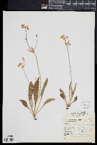 Halenia plantaginea image