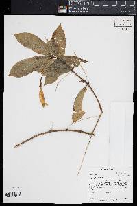Media resource of Lisianthus aurantiacus