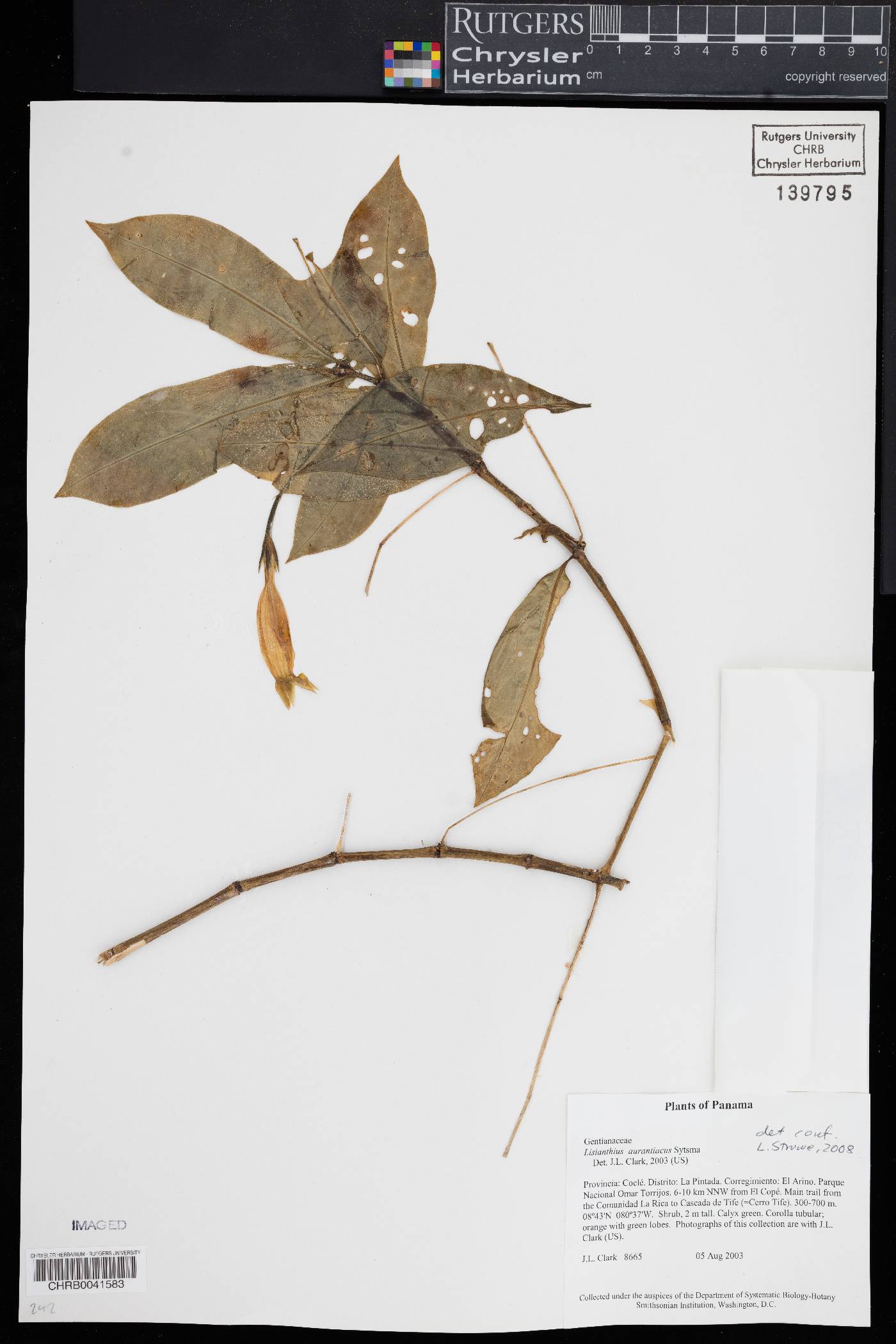 Lisianthus aurantiacus image