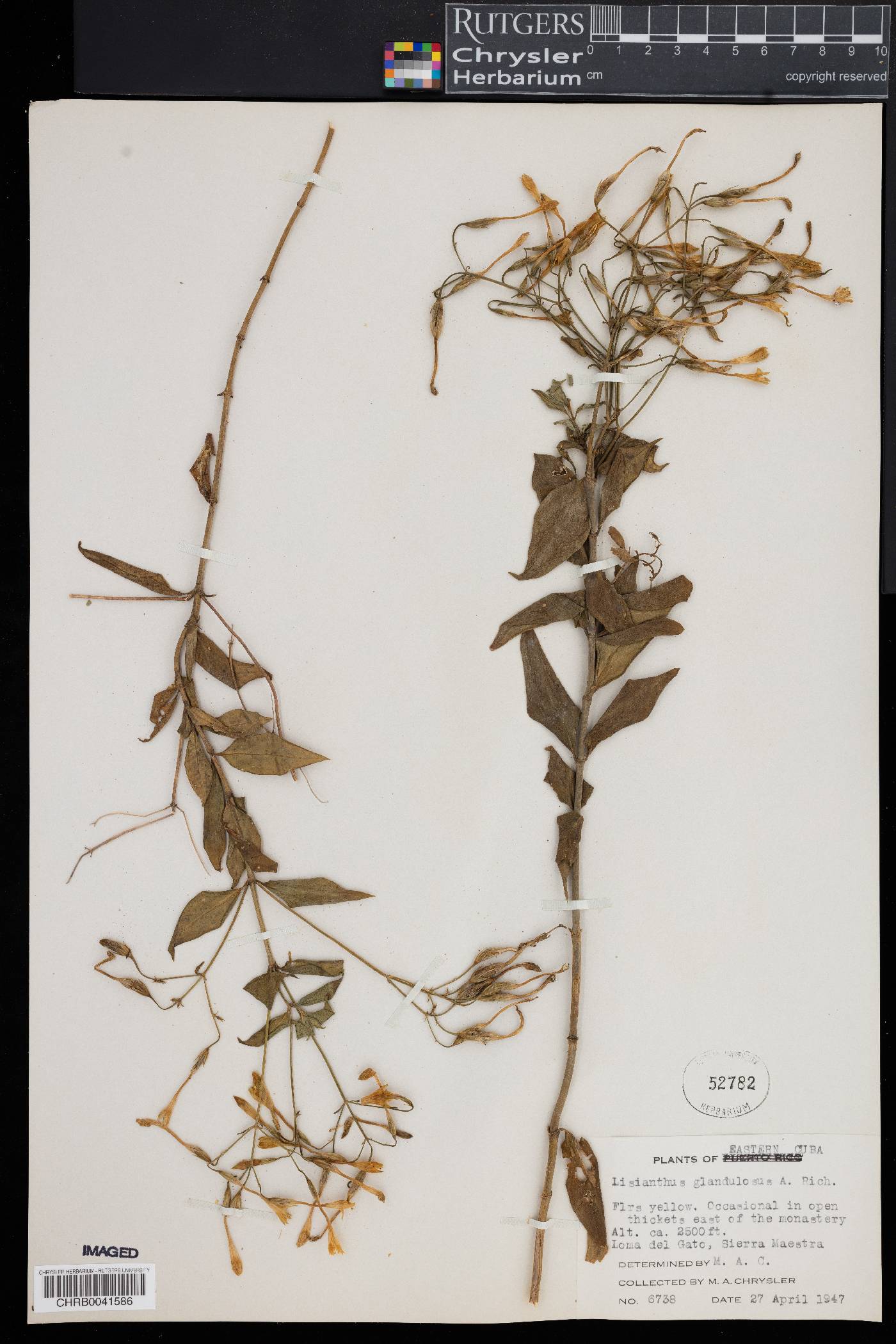 Lisianthus glandulosus image
