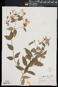 Media resource of Lisianthus longifolius