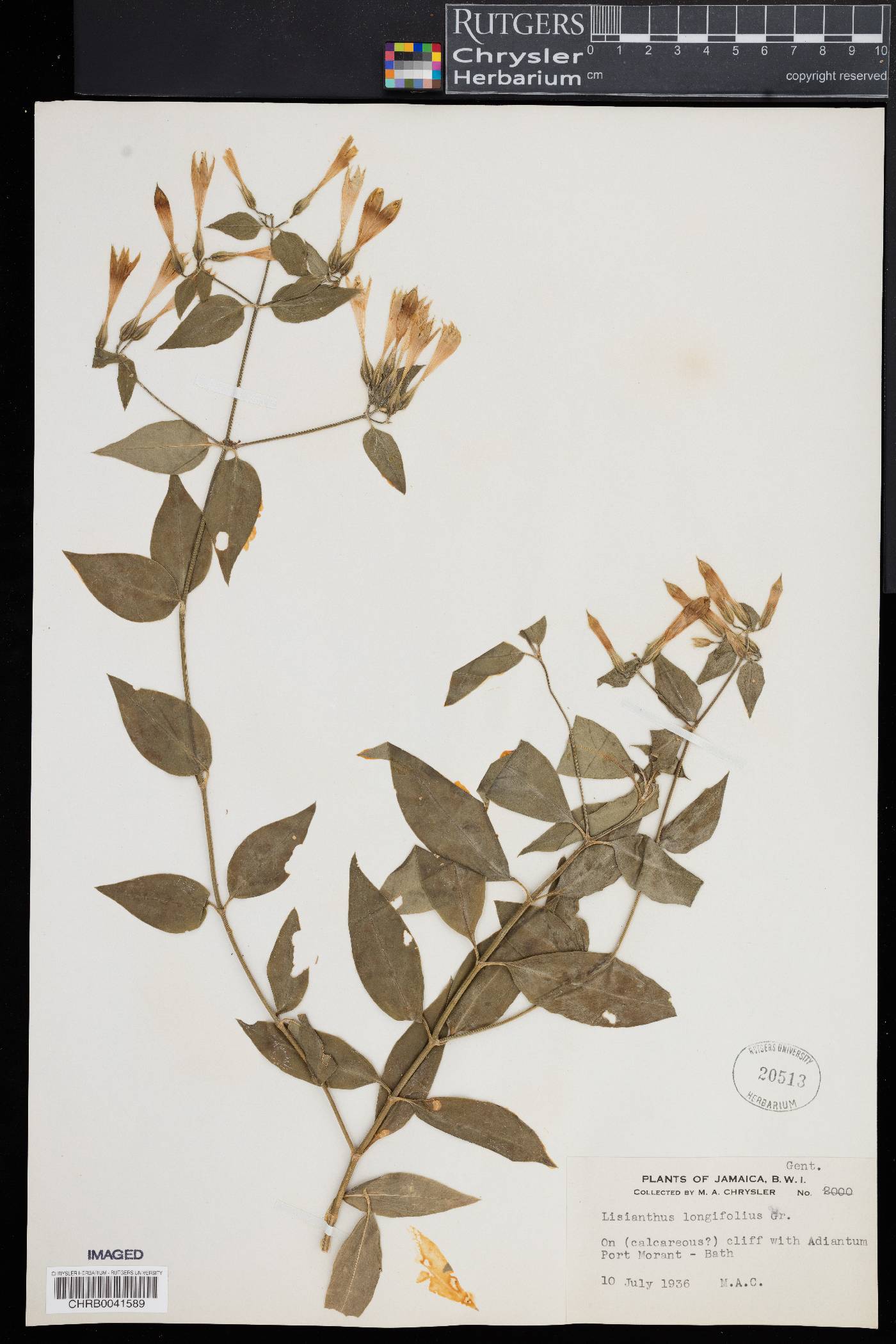 Lisianthus image