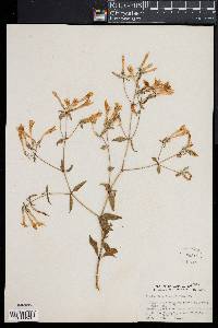 Lisianthus longifolius image