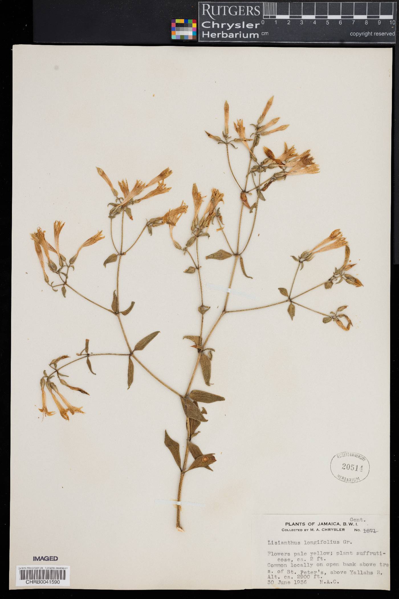 Lisianthus longifolius image