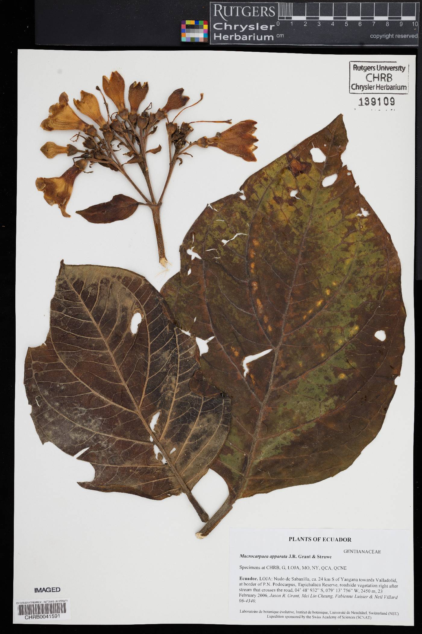 Macrocarpaea apparata image