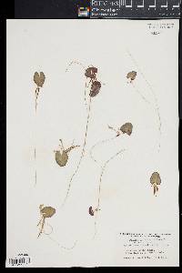 Nymphoides cordata image