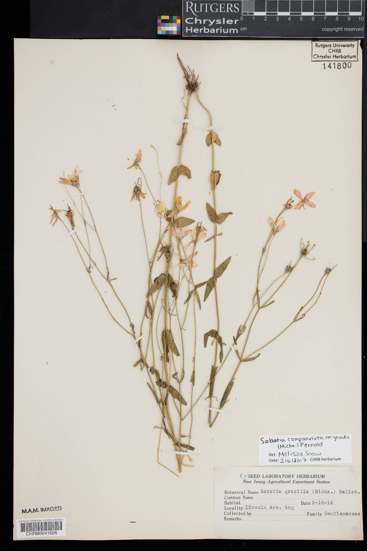 Sabatia campanulata var. gracilis image
