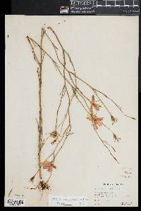 Sabatia grandiflora image