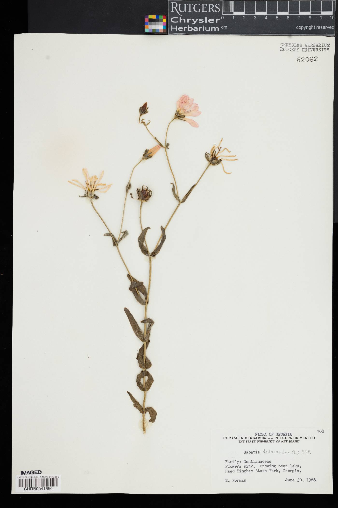 Sabatia dodecandra image